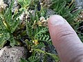 Polemonium elegans