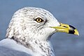 26.11 - 2.12: Ina muetta dal bec a cularin (Larus delawarensis) cun plimas d'enviern a Windsor en l'Ontario.