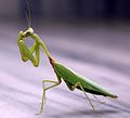 Mantis in India