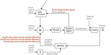 Proprioception signals.jpg