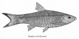 Paprastoji rasbora (Rasbora rasbora)