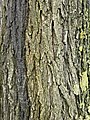 Bark