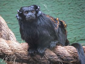 Sagui-una no Zoológico de Sorocaba