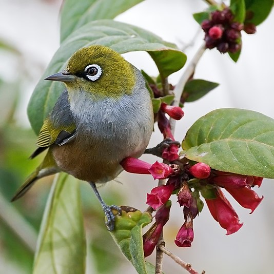 A Silvereye perched on a blooming Cestrum species