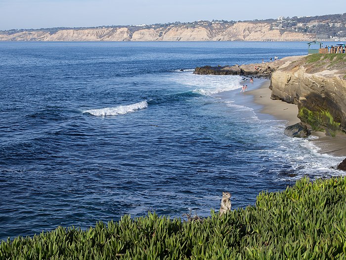 Squirrel watching over the beach in La Jolla