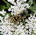 Vespula maculifrons (familia Vespidae) Pennsylvania, Estaos Xuníos