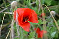 Corn Poppy, Klatschmohn (Papaver rhoeas) in Sanok, Poland. 2014-07-13.