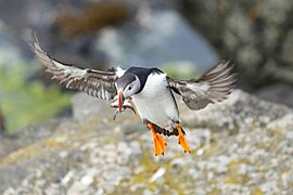 027 Atlantic puffin in flight with mouth full of fishes Photo by Giles Laurent.jpg