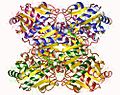 Vignette pour Phosphofructokinase-1