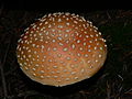 Amanita muscaria