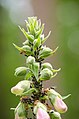 * Nomination: Ants cultivating afids on Purple Foxglove. --NorbertNagel 09:18, 9 June 2012 (UTC) * * Review needed