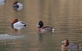 Aythya baeri, Ukima Pond, Tokyo, Japan 1.jpg