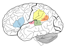 Brocova oblast (modře) - gyrus inferior frontálního laloku Wernickeova oblast (zeleně) - gyrus supramarginalis v parietálním laloku a horní části laloku temporálního Primární sluchová oblast (růžově) Gyrus angularis (oranžově) Gyrus supramarginalis (žlutě)