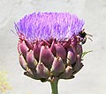 Braubach, Rheinland-Pfalz: Garten auf der Marksburg