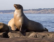 Zalophus californianus (Otariidae)