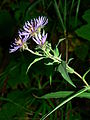 Canadanthus modestus