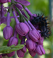 A caterpillar on a lilac bush