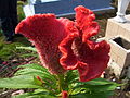 Celosia argentea cristata Nombre común: Cresta de gallo o Flor de terciopelo