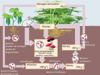 Ecology - nitrogen cycle