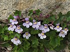 Cymbalaria muralis