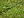 Berkas: DirkvdM lizard in the grass.jpg (row: 21 column: 22 )