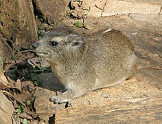 Damà de Bruce (Heterohyrax brucei)