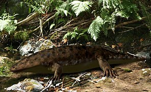 Eryops (Anfibio)