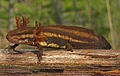 Salamanderlarve, Ambystoma cingulatum