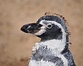 Humboldt penguin during moult at the Cornish Seal Sanctuary