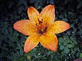 Lilium bulbiferum