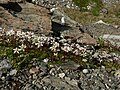 Saxifraga tolmiei