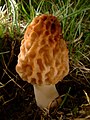 பூஞ்சைகள் - Morchella esculenta