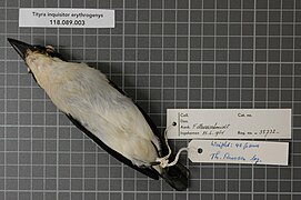 Naturalis Biodiversity Center - RMNH.AVES.35732 2 - Tityra inquisitor erythrogenys (Selby, 1826) - Tyrannidae - bird skin specimen.jpeg