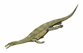 Nothosaurus (Nothosauria)