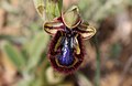 Ophrys speculum