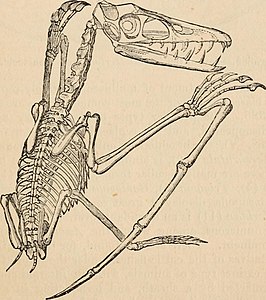 Dibuix d'un esquelet d'un Scaphognathus, 1870