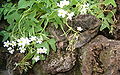 White flower variety