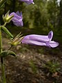 Penstemon fruticosus