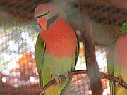 red breasted parrot