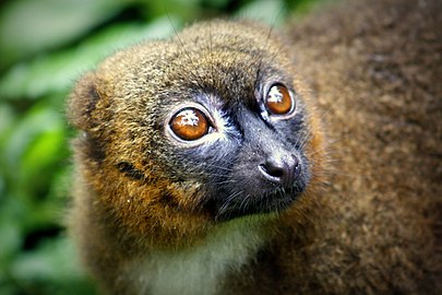 Red-bellied lemur (en)