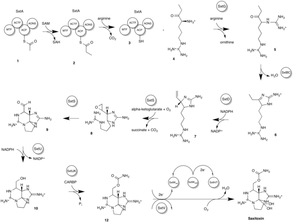 The proposed biosynthetic pathway of saxitoxin in cyanobacteria