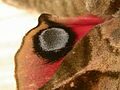 Detail oka na zadním křídle