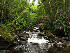 Bosque caducifolio en el condado de Kerry.