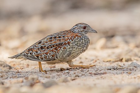 Painted buttonquail, by JJ Harrison