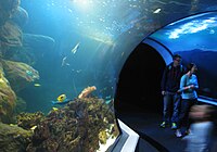 Túnel debaixo do aquário