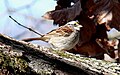 White-throated Sparrow