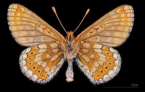 Euphydryas aurinia debilis ♂ △ MHNT