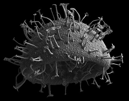 Mikrořasa z monofyletické skupiny obrněnek izolovaná ze sedimentu Amurského zálivu (rastrovací elektronová mikroskopie)