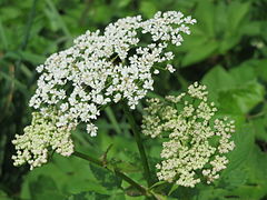 Blomsterskjermen.