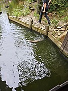 2023-08-25 Otter - Lutra lutra in Wildpark Bad Mergentheim 04.jpg